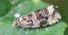 Celypha lacunana